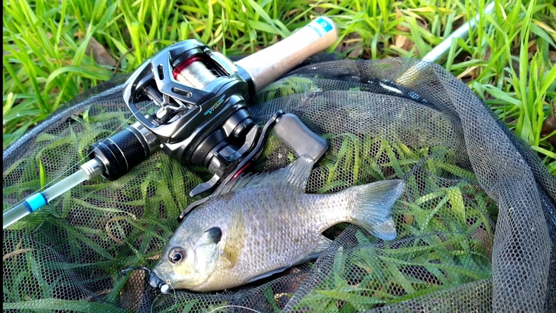 Budget Fiberglass BFS Rod Review - DanKung Glassfin / Conquest BFS - BFS Trout  Fishing 